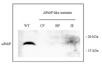 PsbP-like protein (sll1418) | cyanobacterial in the group Antibodies Plant/Algal / Photosynthesis / PSII (Photosystem II) at Agrisera AB (Antibodies for research) (AS10 682)